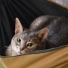 猫のDIYさんのプロフィール画像
