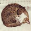 眠猫さんのプロフィール画像