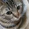 猫好き介護士さんのプロフィール画像