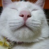 2NECOさんのプロフィール画像