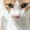 猫氏さんのプロフィール画像
