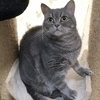 ねここさんのプロフィール画像