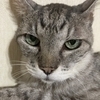 猫猫団さんのプロフィール画像