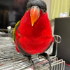 りえインコさんのプロフィール画像