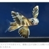 flyingfishさんのプロフィール画像
