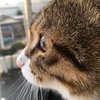 福猫さんのプロフィール画像