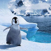 penguin kさんのプロフィール画像