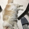 ゆうちゃん