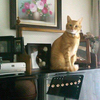 猫のダルシーさんのプロフィール画像