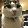 ネコさんのプロフィール画像