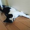 猫三昧さんのプロフィール画像