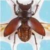 bugbugさんのプロフィール画像