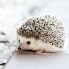 Hedgehogsさんのプロフィール画像