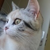 銀猫さんのプロフィール画像