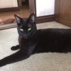 黒猫母さんさんのプロフィール画像