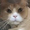 猫好きさんのプロフィール画像