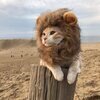 rinoさんのプロフィール画像