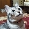 福まめさんのプロフィール画像