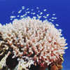 珊瑚さんのプロフィール画像