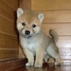 shibaさんのプロフィール画像