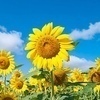 sunflowerさんのプロフィール画像