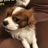 コロちゃんさんのプロフィール画像