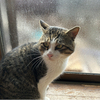 過保護の子猫さんのプロフィール画像