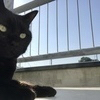 黒ネコまるさんのプロフィール画像
