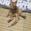 焼酎の焼酎割り!腰痛さんのプロフィール画像