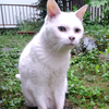 優しい白猫さんのプロフィール画像