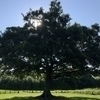 この木なんの木さんのプロフィール画像
