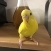 黄色い鳥さんのプロフィール画像