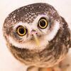 Owl-y※女性専用さんのプロフィール画像