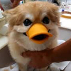 ばっきーさんのプロフィール画像