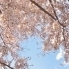 桜さんのプロフィール画像