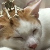 野良猫さんのプロフィール画像