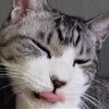 ねこさんのプロフィール画像