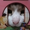 猫ギザさんのプロフィール画像