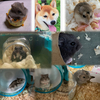 🐹🐶達の飼主さんのプロフィール画像