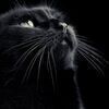 黒猫さんのプロフィール画像