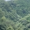 緑のお山さんのプロフィール画像