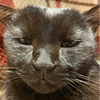 黒猫🐈‍⬛ポン太さんのプロフィール画像