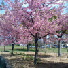 八重桜さんのプロフィール画像