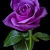 紫薔薇さんのプロフィール画像