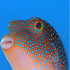 海水魚さんのプロフィール画像
