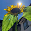 sunflower さんのプロフィール画像