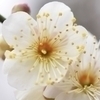 梅の花さんのプロフィール画像