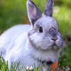 ウサギさんのプロフィール画像