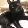 黒猫屋さんのプロフィール画像