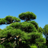 pine treeさんのプロフィール画像